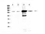 PRX Antibody in Western Blot (WB)