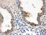 PTP4A2 Antibody in Immunohistochemistry (Paraffin) (IHC (P))