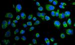 Paxillin Antibody in Immunocytochemistry (ICC/IF)