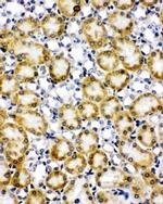 Paxillin Antibody in Immunohistochemistry (Frozen) (IHC (F))