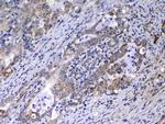 Relaxin 1 Antibody in Immunohistochemistry (Paraffin) (IHC (P))