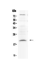 Relaxin 1 Antibody in Western Blot (WB)