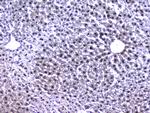 RXRA Antibody in Immunohistochemistry (Paraffin) (IHC (P))