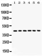 L-Selectin (CD62L) Antibody in Western Blot (WB)