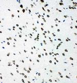 SHC Antibody in Immunohistochemistry (Frozen) (IHC (F))