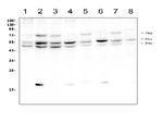 SHC Antibody in Western Blot (WB)