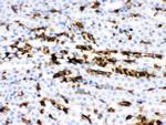 Band 3 Antibody in Immunohistochemistry (Paraffin) (IHC (P))