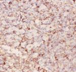 CD43 Antibody in Immunohistochemistry (Paraffin) (IHC (P))