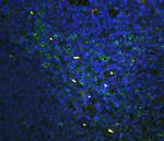 CD43 Antibody in Immunohistochemistry (Paraffin) (IHC (P))