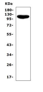 CD43 Antibody in Western Blot (WB)