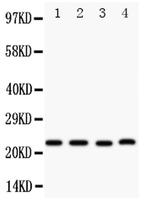 STC2 Antibody in Western Blot (WB)