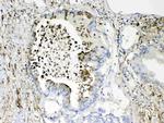 TMEM107 Antibody in Immunohistochemistry (Paraffin) (IHC (P))