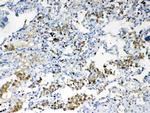 TMEM107 Antibody in Immunohistochemistry (Paraffin) (IHC (P))