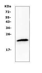 TMEM107 Antibody in Western Blot (WB)