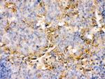 OX40 (CD134) Antibody in Immunohistochemistry (Paraffin) (IHC (P))