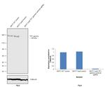 TIF1 gamma Antibody