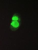 14-3-3 zeta Antibody in Immunocytochemistry (ICC/IF)