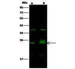 Bim Antibody in Western Blot (WB)