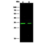Carbonic Anhydrase XIII Antibody in Western Blot (WB)