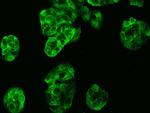 Carbonic Anhydrase VB Antibody in Immunocytochemistry (ICC/IF)