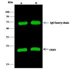 HP1 gamma Antibody in Immunoprecipitation (IP)