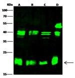 HP1 gamma Antibody in Western Blot (WB)