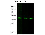 CD200R Antibody in Western Blot (WB)