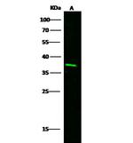 CD48 Antibody in Western Blot (WB)