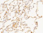 CD55 Antibody in Immunohistochemistry (Paraffin) (IHC (P))