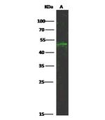 CD83 Antibody in Western Blot (WB)