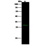 CER1 Antibody in Western Blot (WB)