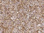 CNPY2 Antibody in Immunohistochemistry (Paraffin) (IHC (P))