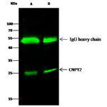 CNPY2 Antibody in Immunoprecipitation (IP)