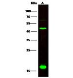 CNPY2 Antibody in Western Blot (WB)