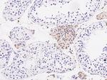 Cathepsin S Antibody in Immunohistochemistry (Paraffin) (IHC (P))