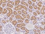 CUBN Antibody in Immunohistochemistry (Paraffin) (IHC (P))