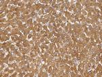 DAZ1 Antibody in Immunohistochemistry (Paraffin) (IHC (P))