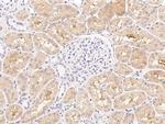 ESAM Antibody in Immunohistochemistry (Paraffin) (IHC (P))