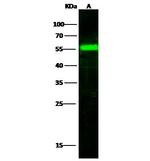 Factor IX Antibody in Western Blot (WB)