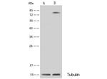 GOLPH2 Antibody in Western Blot (WB)