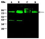 GOLPH2 Antibody in Western Blot (WB)