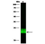 GPX1 Antibody in Western Blot (WB)