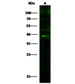 IL-33 Antibody in Western Blot (WB)