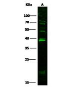 IL-33 Antibody in Western Blot (WB)