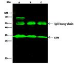 Latexin Antibody in Immunoprecipitation (IP)