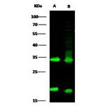 Latexin Antibody in Western Blot (WB)