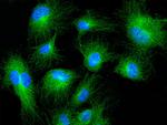 MRPL44 Antibody in Immunocytochemistry (ICC/IF)