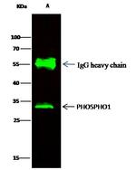 PHOSPHO1 Antibody in Immunoprecipitation (IP)