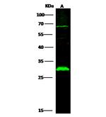 PHOSPHO1 Antibody in Western Blot (WB)