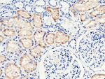 RBP4 Antibody in Immunohistochemistry (Paraffin) (IHC (P))